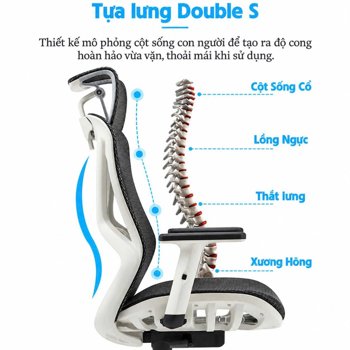 giúp cột sống ổn định